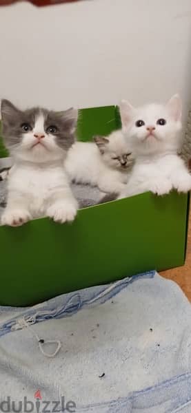 Persian kittens for sale 10