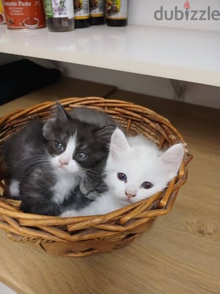 Persian kittens for sale 1