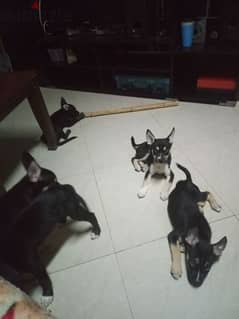 9 dog for sell