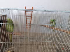 Green Parrot Breeding Pair