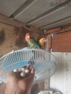 love bird Pair only