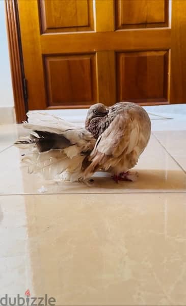 pure breed - Birds - 105284586