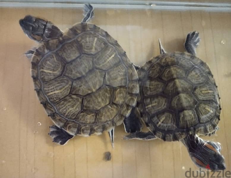 lucky turtles for sale 0