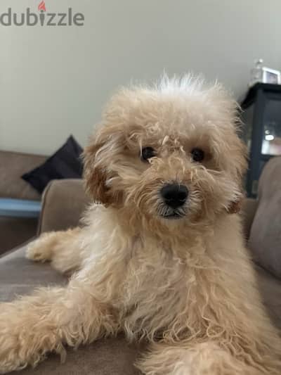 Toy Poodle Puppy