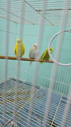 breeding pair of holland budgies with cage and one baby