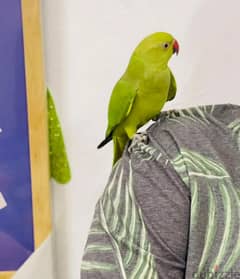 Talking Parrot for sale(female)