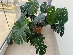 Monstera plant XL size in helthy condition