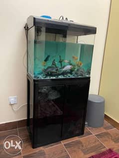 Fish Aquarium (With 11 Fishes) 0
