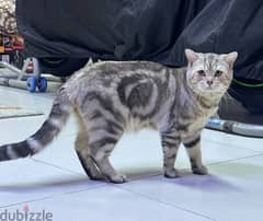 British Shorthair cats for adoption
