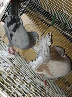 racing pigeon and indian fantail is for sale