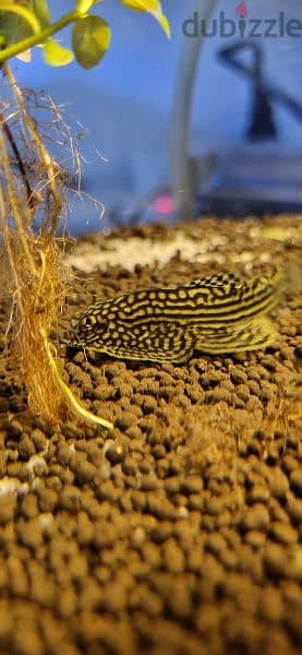 STINGRAY PLECO 0