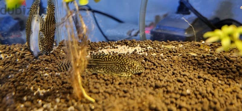 STINGRAY PLECO 1