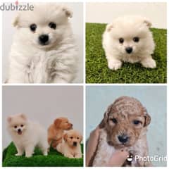 Golden retriever,pomeranian, yorki,mini toy poodle 0