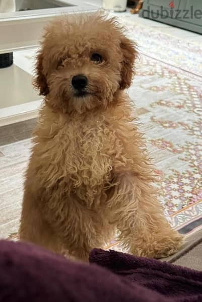 Toy Poodle Puppy 1