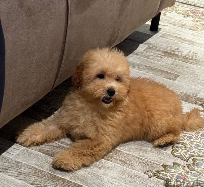 Toy Poodle Puppy 3