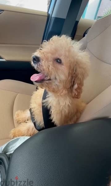 Toy Poodle Puppy 4