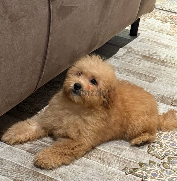 Toy Poodle Puppy 6