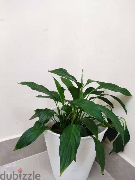 Indoor plants 4