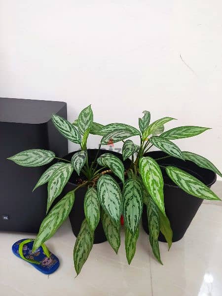 Indoor plants 5