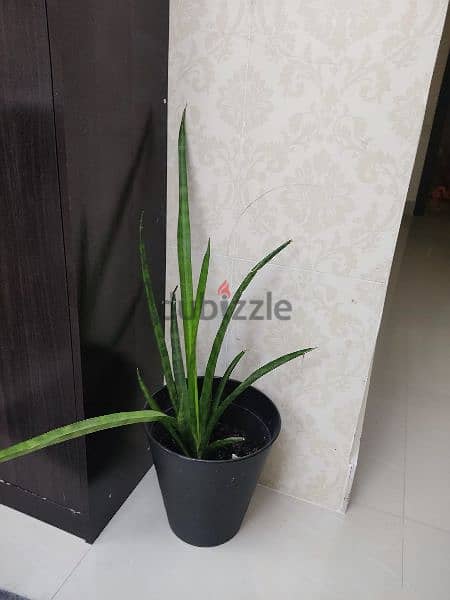 Indoor plants 9