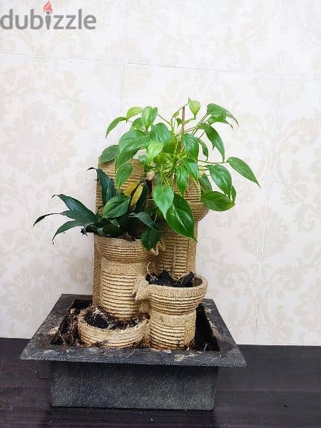 Indoor plants 12