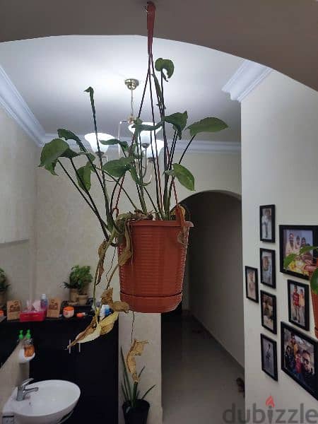 Indoor plants 15