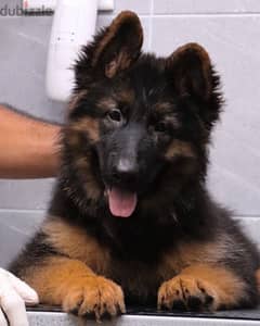 German shepherd جيرمن شيبرد