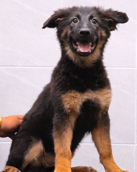 German shepherd جيرمن شيبرد 3