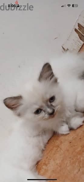 Persian kittens for sale 6