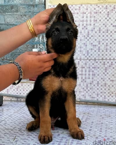 male German shepherd ذكر جيرمن شيبرد