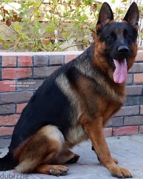 male German shepherd ذكر جيرمن شيبرد 1