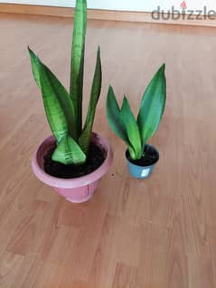 snake plant indoor 0