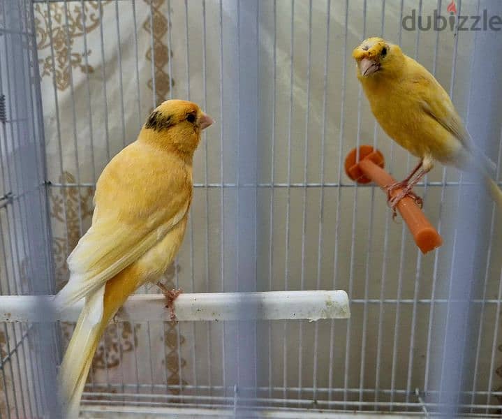 canary for sale 1