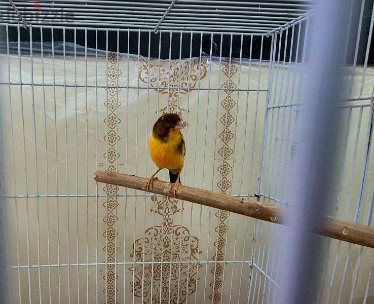 canary for sale 2