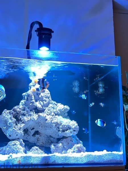 MARINE AQUARIUM   60 x 60  KESSIL professional marine LIGHT 1