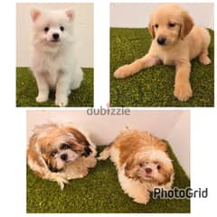 ,shitzu GOLDEN RETRIEVER, POMERANIAN, poodle 0