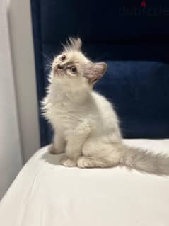 Persian kittens for sale 0