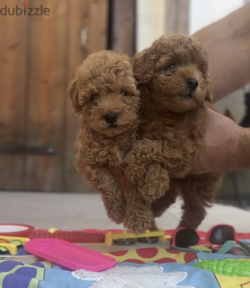 Golden retriever, Pomeranian and poodle and shitzu 0