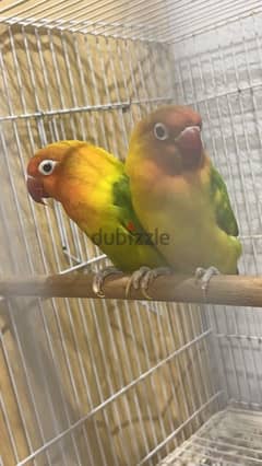 طيور حب Love bird 0