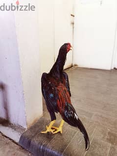 chicken الدجاج