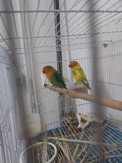 fisher lovebirds