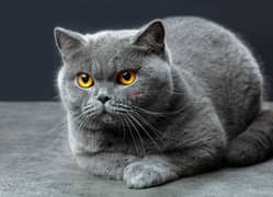 Free - Female cat british shorthair 0