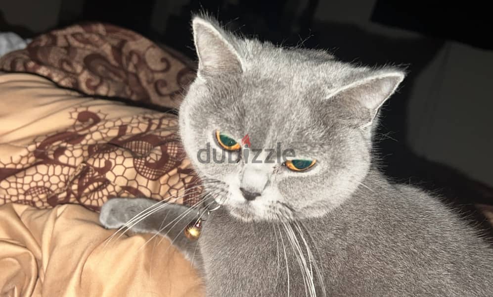 Free - Female cat british shorthair 1