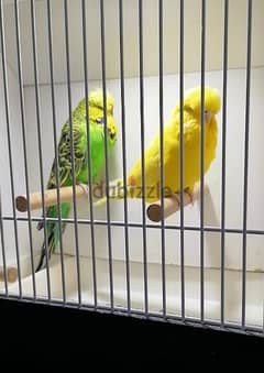 للبيع زوج بادجي انجليزي for sale englich bird 0