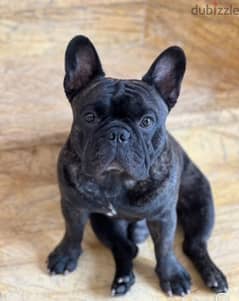 High quality French bulldog for sale 0