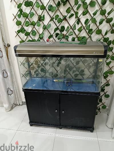 fish aquarium حوض سمك