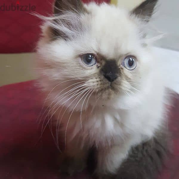 persian kittens for 10 BD 2