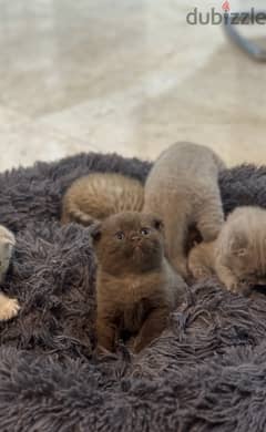 Scottish fold  cat 0