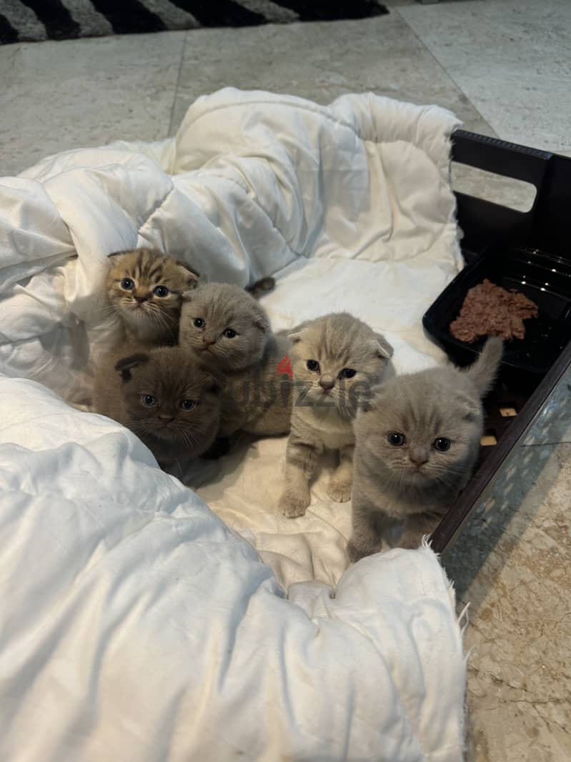 Scottish fold  cat 3