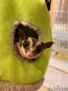 sugar glider for sale contact on WhatsApp number:39900817